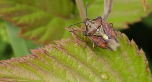 Министерство сельского хозяйства Абхазии направило в Минсельхоза России смету расходов на борьбу с мраморным клопом в 2021 году.