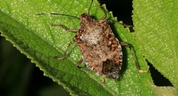 Мраморный клоп уничтожил половину урожая в Гудаутском районе