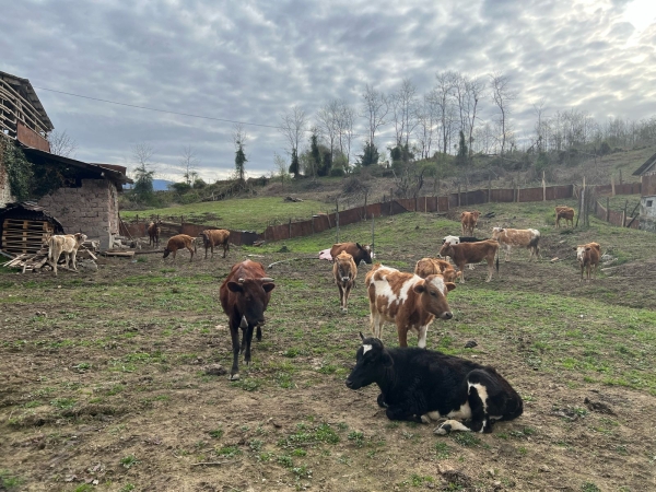 Рабочие группы специалистов приступили к изучению сельхоз проектов в районах Абхазии