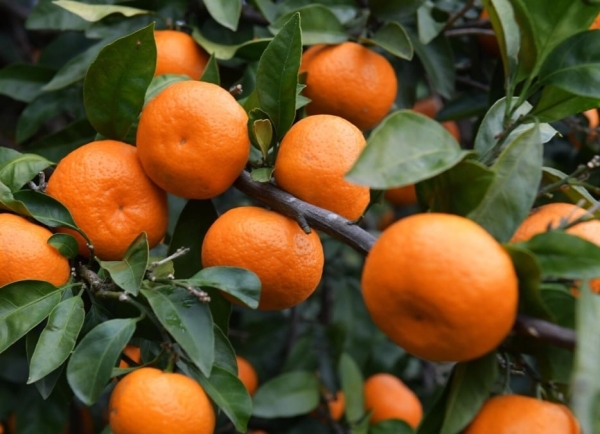 Экспорт абхазских мандарин