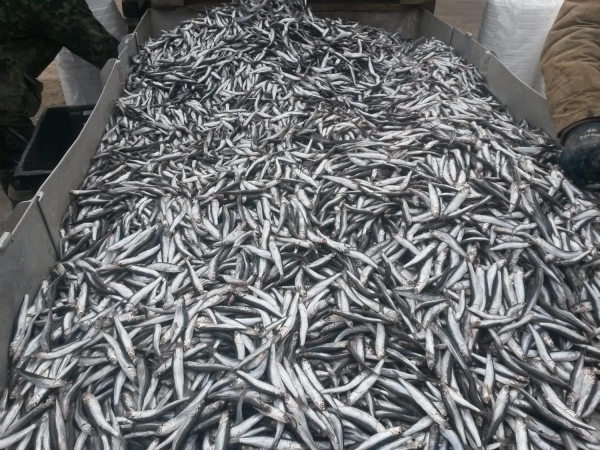 21 тысячу тонн хамсы выловили в путину 2023-2024 гг.