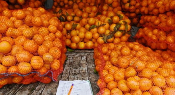 Минсельхоз Абхазии: стоимость экспорта цитрусовых в Россию снижена