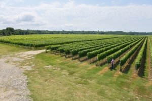 Сделаны прогнозы на весенне-полевые работы в Абхазии в 2021 году