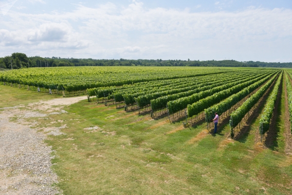 Сделаны прогнозы на весенне-полевые работы в Абхазии в 2021 году