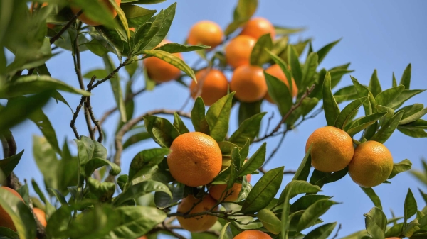 В Абхазии разгар цитрусового сезона