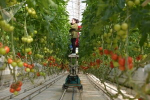 Производство томатов в тепличном комплексе села Кындыг