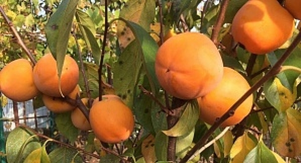 Первый урожай "Красных бриллиантов" соберут в Абхазии