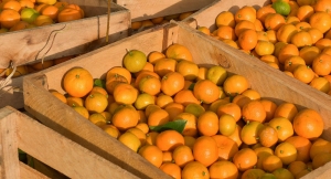 "Абхазпродэкспорт" вывез из Абхазии более 500 тонн цитрусовых